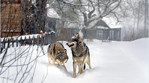 В районе Кировской области волки загрызли несколько собак