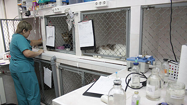 В ОП Москвы обсудили вопрос льготной стерилизации домашних животных