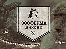 Электричества нет — помощь не идет: в Подмосковье замерзают экзотические животные