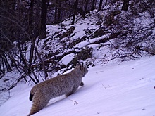 Рысь впервые за много лет попала в объектив фотоловушки в горах Забайкалья