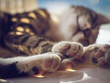 Хозяин 30-летней кошки раскрыл секреты продолжительной жизни питомицы