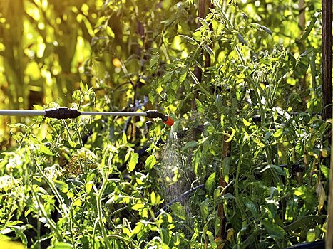 Биолог Глазков назвал главную опасность мраморных клопов и испанских слизней для огорода