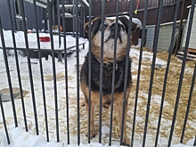 Массовую смерть собак в приюте Тобольска опровергли: что случилось на самом деле