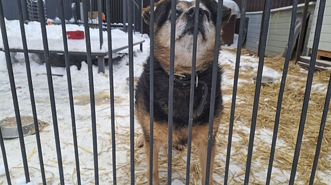 Массовую смерть собак в приюте Тобольска опровергли: что случилось на самом деле