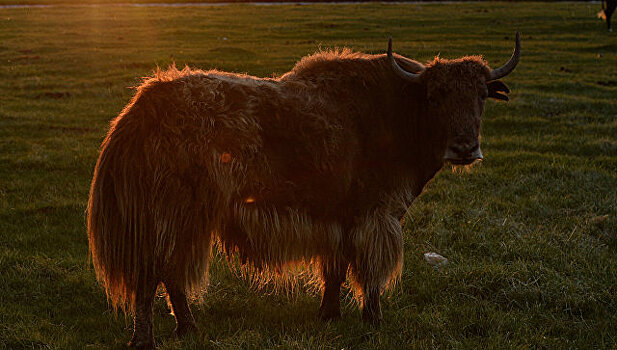 В горах Ингушетии намерены разводить яков