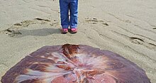 Отец с дочкой нашли гигантскую медузу