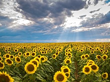 Компания «Юг Руси» планирует построить в ОАЭ завод по рафинации и фасовке масла