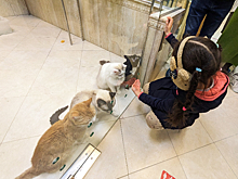 В гостях у пушистых артистов. Театр кошек Куклачева представил специальную программу