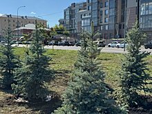 На набережной Суры высадили ели, каштаны и яблони
