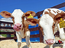 Пейте дети молоко: в Уфе пройдет всероссийский фестиваль «Молочная страна 2018»