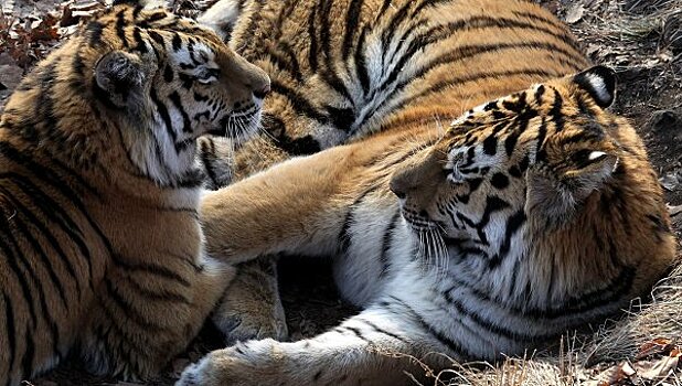 В Хабаровском крае выросла популяция тигров
