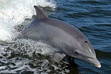 На Кубани назвали вероятную причину гибели дельфинов