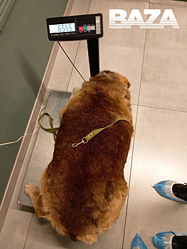 Заботливые жительницы Брянска откормили пса Мишу до критического веса