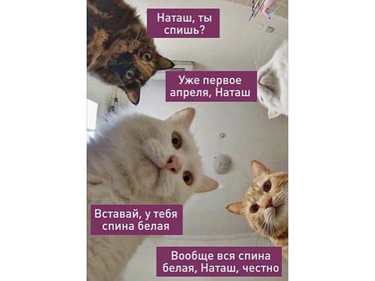 Мемы с котами популярны всегда.