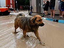 В Ялте заявили о стабилизации ситуации в регионе после наводнения