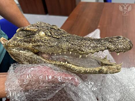 Таможенники отобрали у туриста голову крокодила