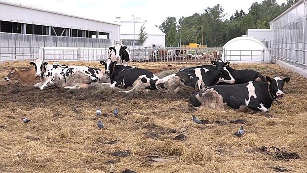 Полная свобода действий для коров. Животноводческий комплекс будущего построят в Ступине