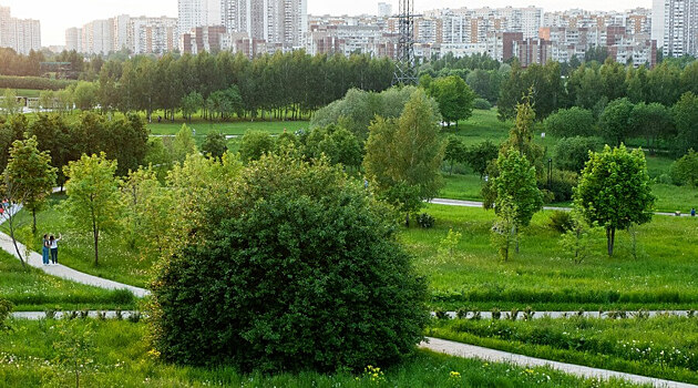 Леса в Московской области изменят до неузнаваемости