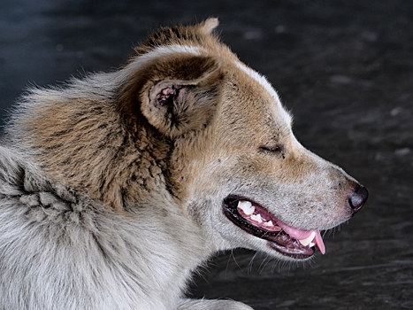 Подмосковье атаковали бездомные собаки из Ярославской области