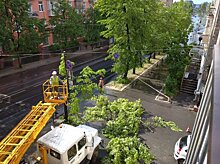 «Больно смотреть»: петрозаводчане пожаловались на рубку деревьев при строительстве дороги