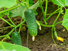 Приметы и поверья на 22 июля: что нельзя делать в день Панкратия и Кирилла