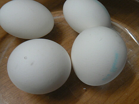 Как проверить свежесть куриного яйца