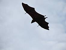 Москвичей призвали не бояться летучих мышей