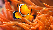 Рыба-клоун и морской анемон: почему они вместе