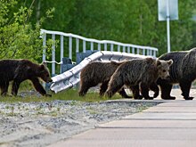 Семья медведей попала в объектив камеры в окрестностях Надыма