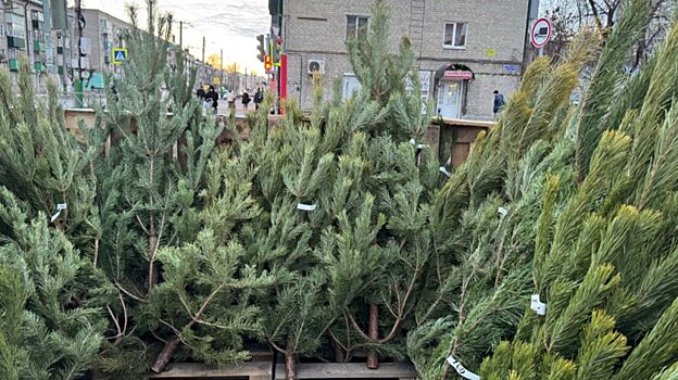 Перечислены 80 адресов в Пензе, по которым будут продавать елки