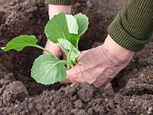 Как и когда правильно сажать капусту в 2026 году: рассадой и семенами в открытый грунт