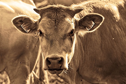 У коров в Омской области обнаружили опасное заболевание