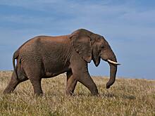 5 фактов дня: нежные слоны и гигантские глаза кальмара