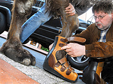 Уродливая мода: Как россияне потратили сотни миллионов на «козлиные тапки»