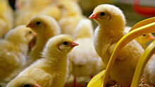 Птичий грипп находится в четырех мутациях от того, чтобы перейти к человеку