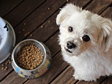 Nestle анонсировала повышение цен на корма для кошек и собак в России