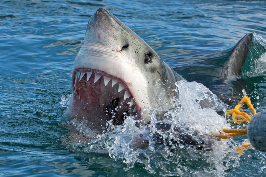 Восьмилетний ребенок находится в критическом состоянии после нападения акулы