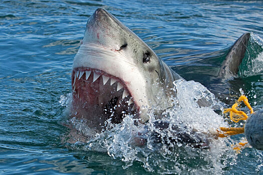 В США 8-летний ребенок попал в больницу после нападения акулы