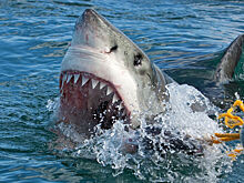 В США 8-летний ребенок попал в больницу после нападения акулы