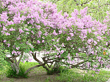 В петербургском музее-заповеднике «Царское Село» в январе зацвели сирень и миндаль