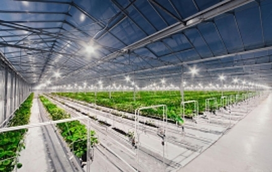 Тепличный комплекс за 30 млрд рублей построят в Дербентском районе