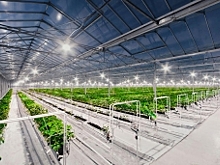 Тепличный комплекс за 30 млрд рублей построят в Дербентском районе