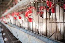 В ЕС запретят выращивать и содержать животных в клетках на фермах