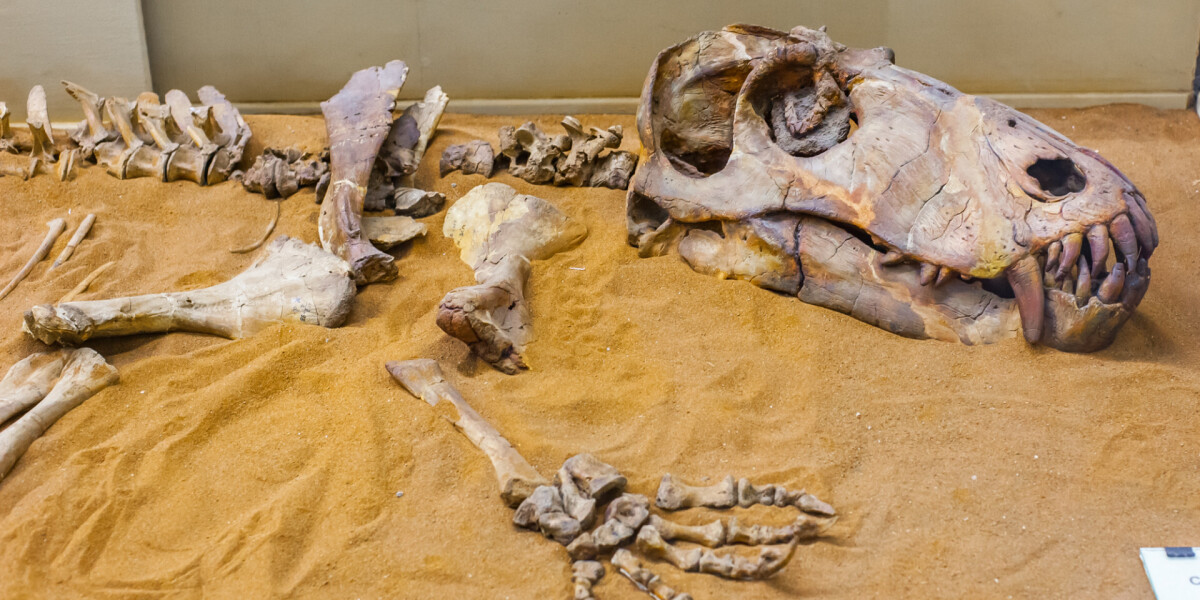 Новый вид гигантских травоядных динозавров открыли ученые из Аргентины