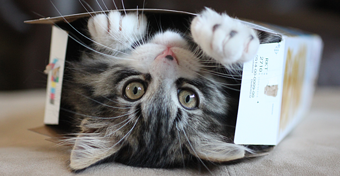 Почему котики так любят залазить в коробки, которые часто им даже не по размеру — 5 причин такой любви к картону и 35 забавных фото в придачу