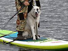 В российском городе проведут фестиваль сапсерфинга