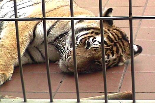 После «ужасного» испытания на границе пять тигров отправили в испанский приют
