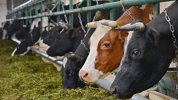 На Кубани с начала 2019 г. экспорт животной продукции составил более 215 тыс. тонн