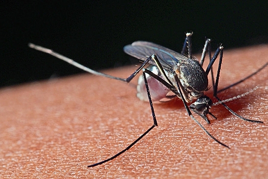 Комары оказались способны учуять людей даже без запаха