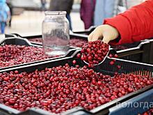 Более 2 тысяч жителей Вологды сделали покупки на ярмарке «Дары осени»